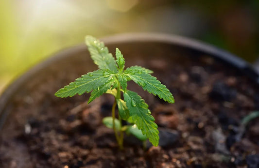 Die Zukunft des Cannabis-Anbaus: Einfaches Indoor-Gärtnern mit MR-WEED - MR Weed1