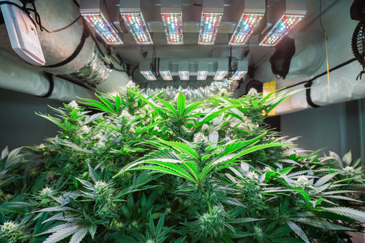 Eigenanbau leicht gemacht: High-Tech Indoor-Anbau mit MR-WEED - MR Weed1