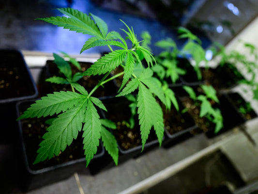 Vereinfachen Sie Ihren Anbau: Intelligenter Cannabis-Anbau zu Hause mit MR-WEED - MR Weed1