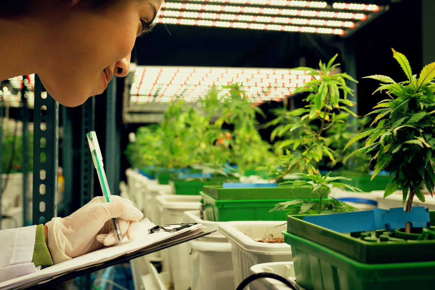 MR-weed_banner_2