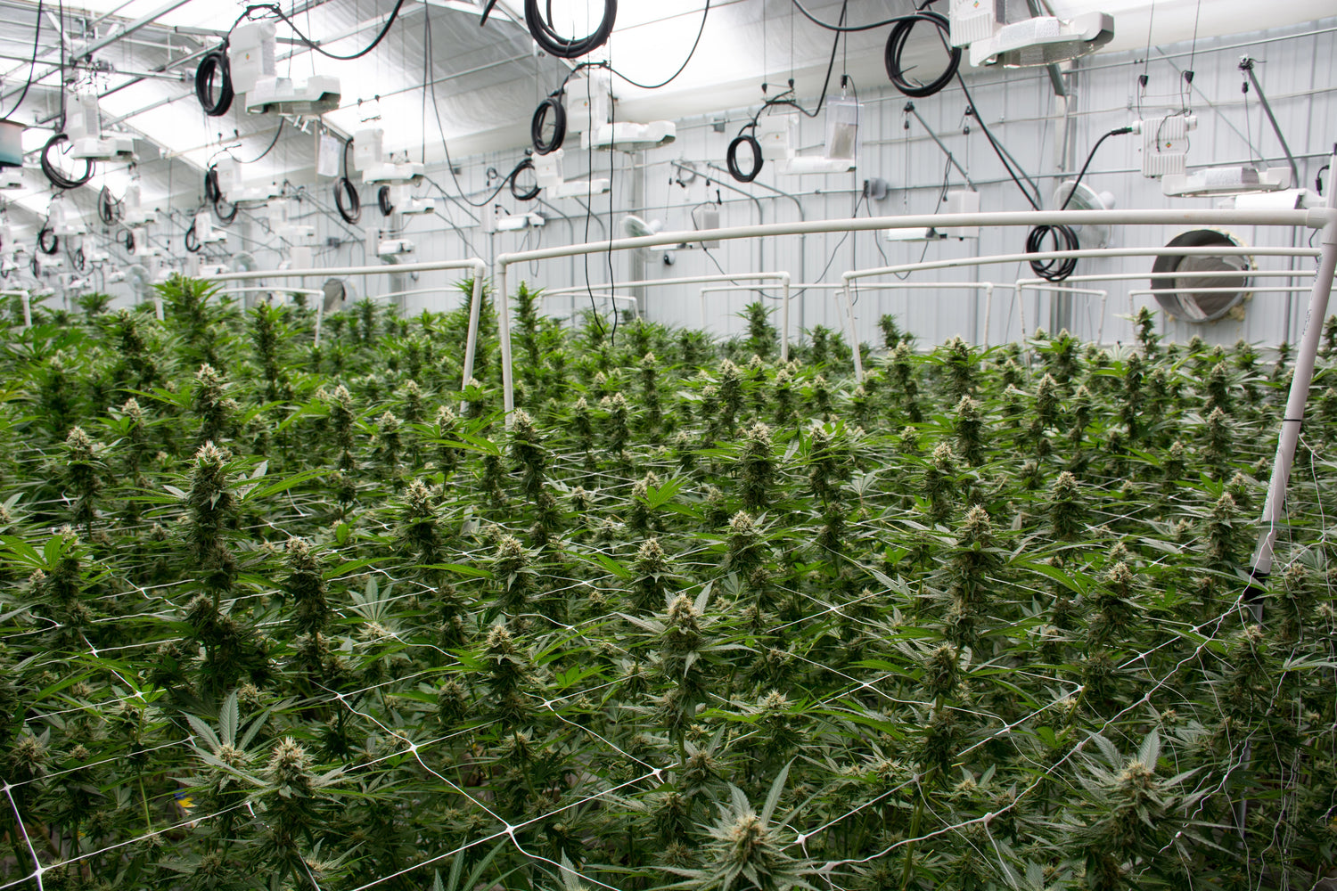 MR-weed_banner_3