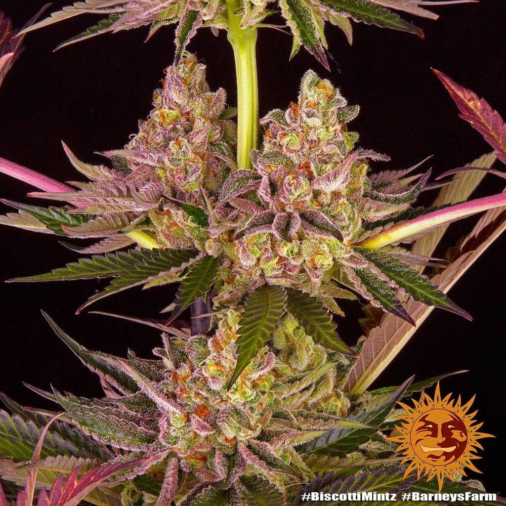 Barney's Farm Biscotti Mintz Seeds, 3er Set - MR Weed1
