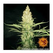 Barney's Farm G 13 Haze Seeds 10er - MR Weed1