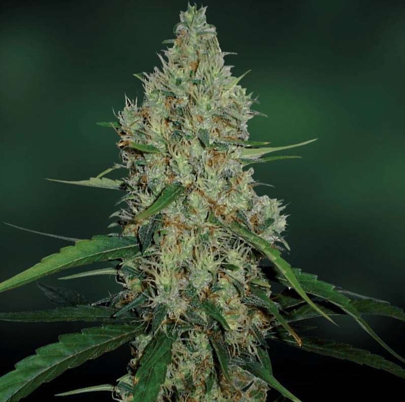 Barney's Farm G 13 Haze Seeds 10er - MR Weed1
