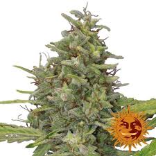 Barney's Farm G 13 Haze Seeds 10er - MR Weed1