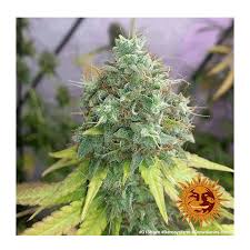 Barney's Farm G 13 Haze Seeds 10er - MR Weed1