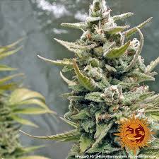 Barney's Farm G 13 Haze Seeds 10er - MR Weed1