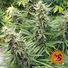 Barney's Farm G 13 Haze Seeds 10er - MR Weed1