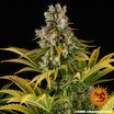 Barney´s Farm GMO Seeds 10er Packung - MR Weed1