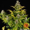 Barney´s Farm GMO Seeds 10er Packung - MR Weed1