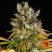 Barney´s Farm GMO Seeds 10er Packung - MR Weed1