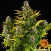 Barney´s Farm GMO Seeds 10er Packung - MR Weed1
