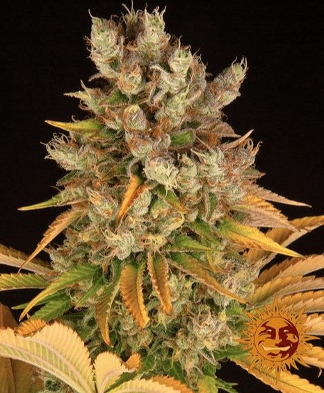 Barney´s Farm GMO Seeds 10er Packung - MR Weed1