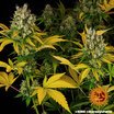 Barney´s Farm GMO Seeds 10er Packung - MR Weed1