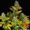 Barney´s Farm GMO Seeds 10er Packung - MR Weed1