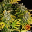 Barney´s Farm GMO Seeds 10er Packung - MR Weed1