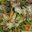 Barney´s Farm GMO Seeds 10er Packung - MR Weed1