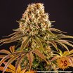 Barney's Farm Strawberry Lemonade Seeds 3er - MR Weed1