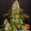 Barney's Farm Strawberry Lemonade Seeds 3er - MR Weed1