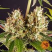 Barney's Farm Strawberry Lemonade Seeds 3er - MR Weed1