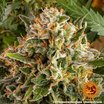 Barney's Farm Strawberry Lemonade Seeds 3er - MR Weed1