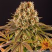 Barney's Farm Strawberry Lemonade Seeds 3er - MR Weed1