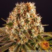 Barney's Farm Strawberry Lemonade Seeds 3er - MR Weed1