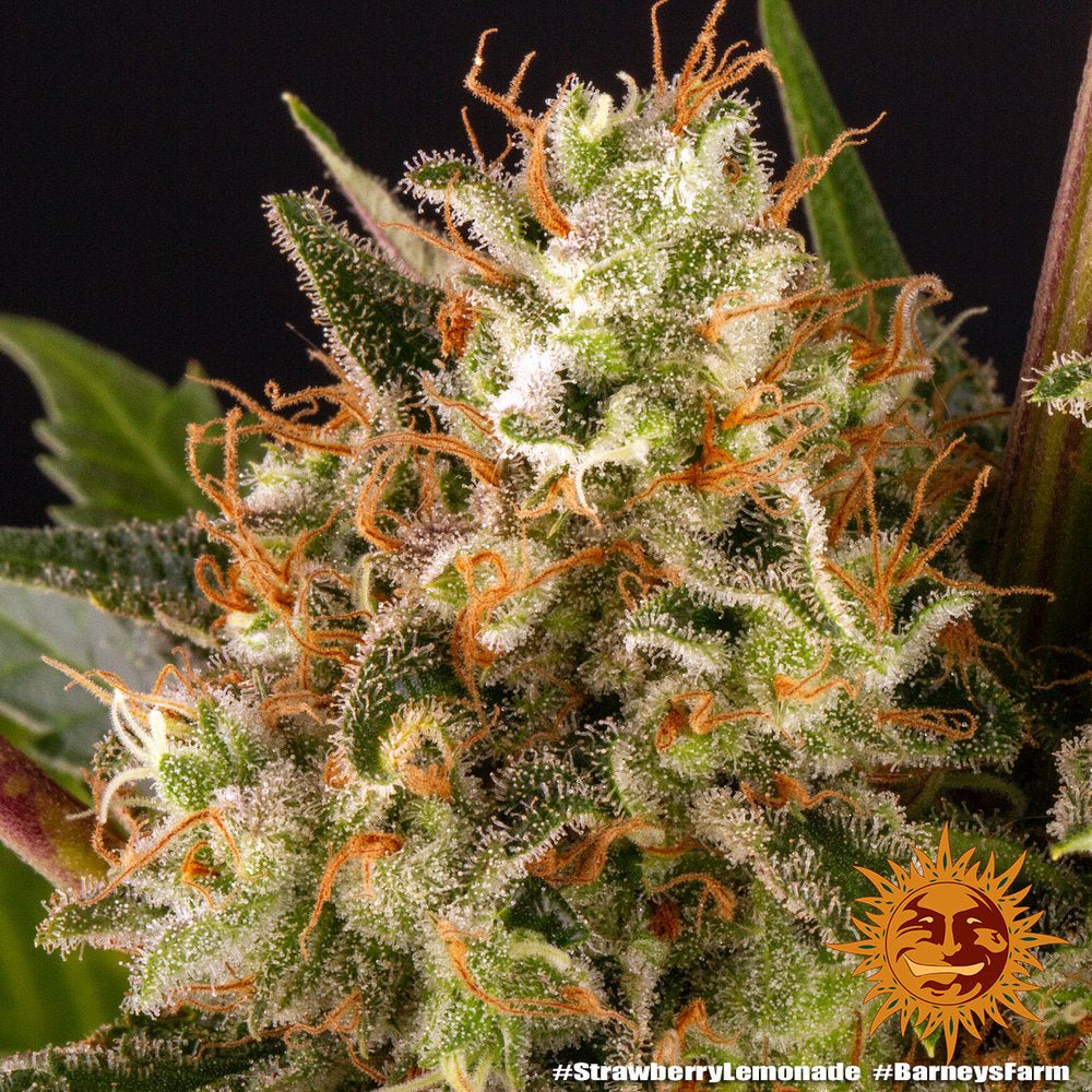 Barney's Farm Strawberry Lemonade Seeds 3er - MR Weed1