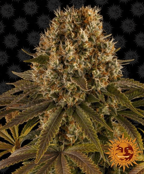 Barney's Farm Strawberry Lemonade Seeds 3er - MR Weed1