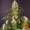 Barney's Farm Strawberry Lemonade Seeds 3er - MR Weed1