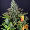 Barney's Farm Tropicanna Banana Seeds 3er - MR Weed1