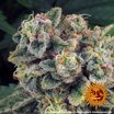 Barney's Farm Tropicanna Banana Seeds 3er - MR Weed1