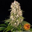 Barney's Farm Tropicanna Banana Seeds 3er - MR Weed1