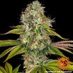 Barney's Farm Wedding Cake Seeds 3er - MR Weed1