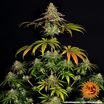 Barney's Farm Wedding Cake Seeds 3er - MR Weed1