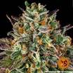 Barney's Farm Wedding Cake Seeds 3er - MR Weed1