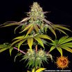 Barney's Farm Wedding Cake Seeds 3er - MR Weed1