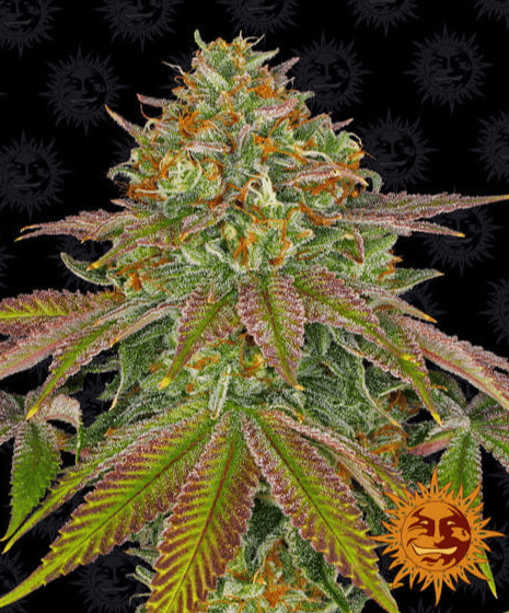 Barney's Farm Wedding Cake Seeds 3er - MR Weed1