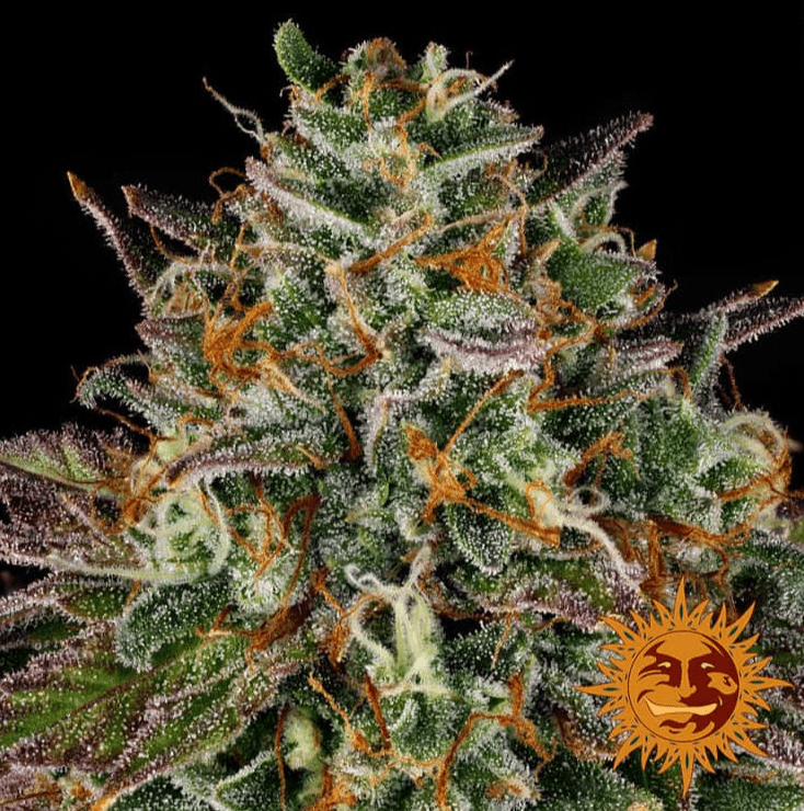 Barney's Farm Wedding Cake Seeds 3er - MR Weed1