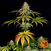 Barney's Farm Wedding Cake Seeds 3er - MR Weed1