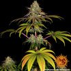 Barney's Farm Wedding Cake Seeds 3er - MR Weed1