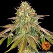 Barney's Farm Wedding Cake Seeds 3er - MR Weed1