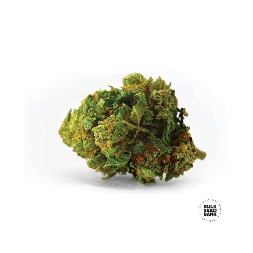 Bulk Seed Bank - Auto Bigger Bud 5er Packung auto - feminisiert - MR Weed1
