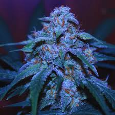 Bulk Seed Bank - Auto Bigger Bud 5er Packung auto - feminisiert - MR Weed1