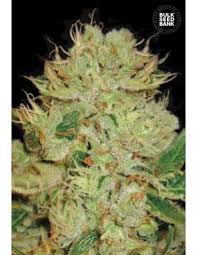Bulk Seed Bank - Auto Bigger Bud 5er Packung auto - feminisiert - MR Weed1