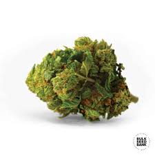 Bulk Seed Bank - Auto Bigger Bud 5er Packung auto - feminisiert - MR Weed1