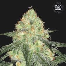 Bulk Seed Bank - Auto Bigger Bud 5er Packung auto - feminisiert - MR Weed1