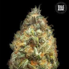 Bulk Seed Bank - Auto Bigger Bud 5er Packung auto - feminisiert - MR Weed1