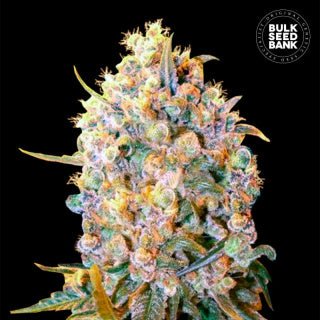 Bulk Seed Bank - Auto Bigger Bud 5er Packung auto - feminisiert - MR Weed1