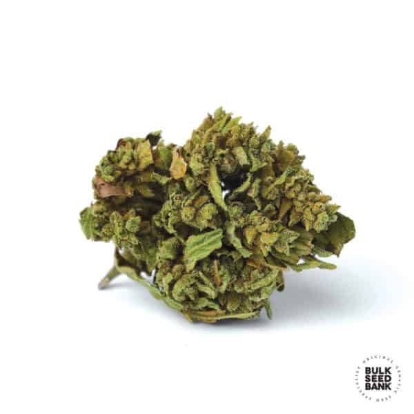 Bulk Seed Bank - Auto Blueberry Berry 10er Packung auto - feminisiert - MR Weed1